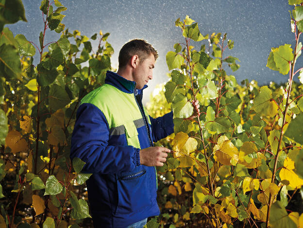 Mitarbeiter von Egger steht in Pappelplantage in Rumänien, Industriefotografie Christian Vorhofer 