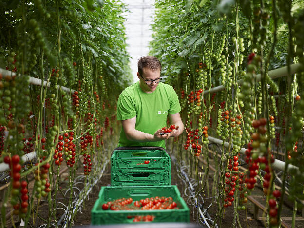 Tomatenernte im Glashaus, Industriefotografie Christian Vorhofer, Kunde WKÖ