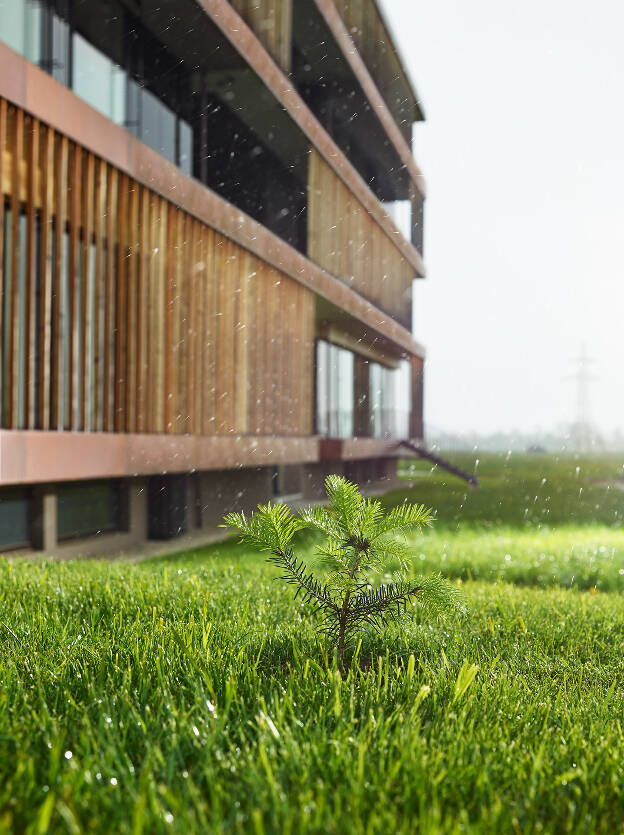 Detailaufnahme kleiner Nadelbaum im Regen, Industriefotografie Christian Vorhofer